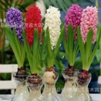 批發(fā)風(fēng)信子種球 風(fēng)信子盆栽顏色全土培水培花卉植物批發(fā)